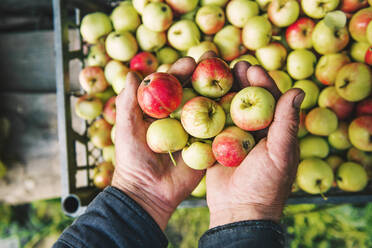 Farmer holding apples - BLEF10665