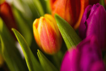 Nahaufnahme von blühenden Tulpen - BLEF10682