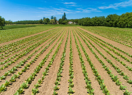 Luftaufnahme von Tabakanbaugebieten in Correze, Frankreich. - AAEF00074