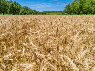 Luftaufnahme des Maisanbaus in Correze, Frankreich. - AAEF00075