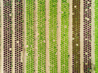Luftaufnahme des Salatanbaus in Correze, Frankreich. - AAEF00077
