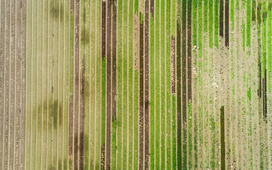 Aerial view of lettuce agriculture in Correze, France. - AAEF00079