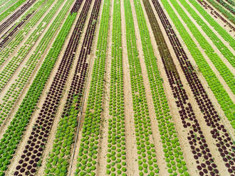 Luftaufnahme des Salatanbaus in Correze, Frankreich. - AAEF00080