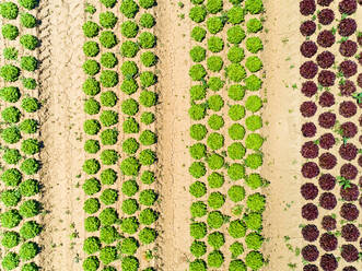Abstrakte Luftaufnahme des Salatanbaus in Correze, Frankreich. - AAEF00081