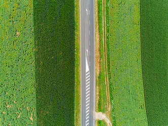 Aerial view of straight road between fields of sunflower and corn. - AAEF00100