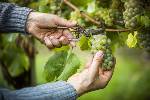 Kaukasischer Bauer schneidet Trauben vom Weinstock ab - BLEF10819