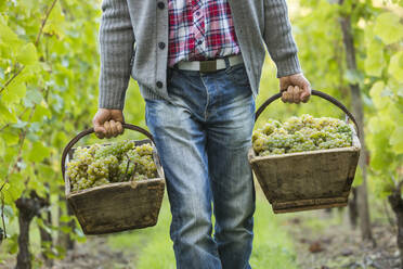 Kaukasischer Landwirt trägt Trauben im Weinberg - BLEF10821