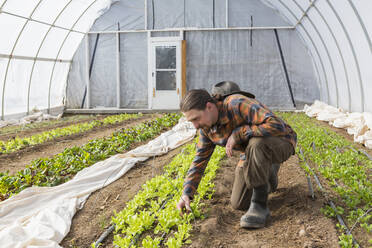 Caucasian farmer examining plants in greenhouse - BLEF10857