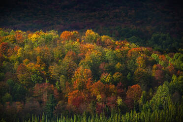 Herbstbäume in der ländlichen Landschaft - BLEF10901
