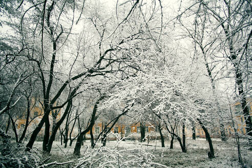 Schneebedeckte Bäume im Stadtpark - BLEF10905