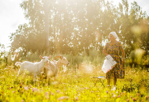 Kaukasische Frau hütet Ziegen auf einem Feld, lizenzfreies Stockfoto