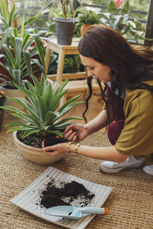 Caucasian woman planting potted plant - BLEF10919