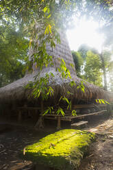 Bäume um strohgedeckte balinesische Hütte, Ubud, Bali, Indonesien - BLEF11097