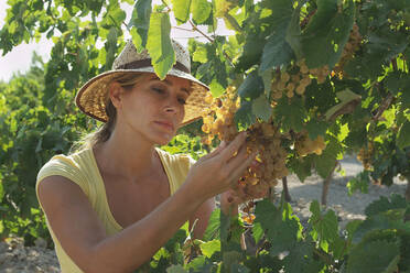 Woman harvesting grapes - BLEF11104