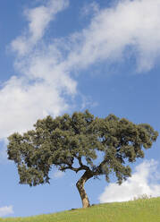 Einzelner Baum am Berghang - BLEF11111