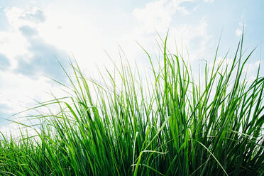 Close up of grass under blue sky - BLEF11150