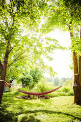 Hammock between trees in backyard - BLEF11353