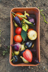 Bucket of vegetables in garden - BLEF11368