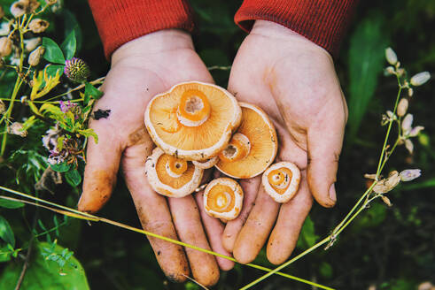 Gardener harvesting mushrooms in grass - BLEF11378