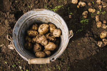 Eimer mit Kartoffeln im Garten - BLEF11381