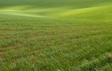 Spain Andalusia fields of wheat spring - BLEF11415