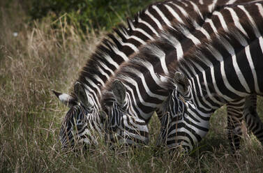 Zebras grasen auf einem Feld - BLEF11554