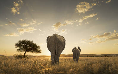 Elefant und Kalb grasen in einem Savannenfeld - BLEF11563