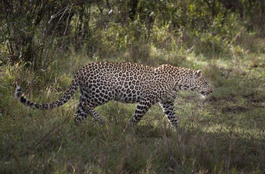 Leopard läuft im Gras - BLEF11570