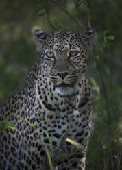 Close up of leopard in grass - BLEF11571