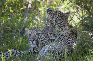 Leoparden, die im Gras liegen - BLEF11572