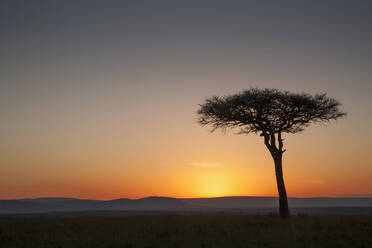 Baum bei Sonnenuntergang in Savannenlandschaft - BLEF11574