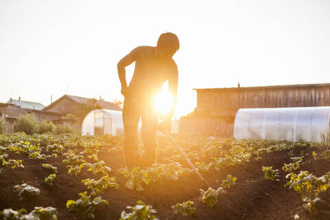 Mari-Bauer bei der Erntearbeit auf einem ländlichen Feld, lizenzfreies Stockfoto