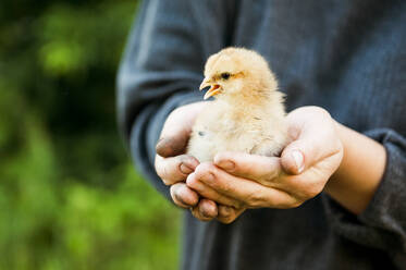 Caucasian farmer holding chick - BLEF11848