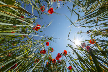 Worms eye view of poppies in a grain field, Bavaria, Germany - LHF00650