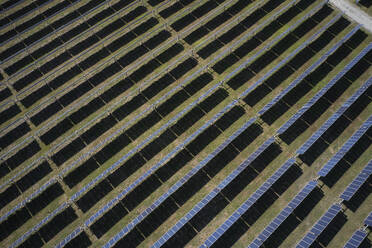 Aerial of solar panels and solar farm on the Eastern Shore of Virginia near the town of Eastville. - BCDF00415