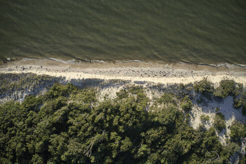 Aerial photograph of Savage Neck Dunes Natural Area Preserve the Eastern Shore of Virginia, USA. Savage Neck dunes is along the Eastern Shore line of the Chesapeake Bay and is one of the few remaining sand dunes in the bay. It is 298 acres (121 ha) sitting alongside the Chesapeake. The dunes are up to fifty-five feet in height (16.76 meters) and home to several threatened species. - BCDF00418