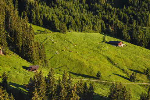 Bodenanger-Alm an der Zillertaler Höhenstrasse, Zillertal, Tirol, �sterreich - SIEF08784