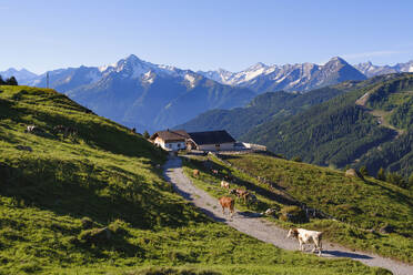 Bergbauernhof an der Zillertaler Höhenstraße über Hippach, hinten Ahornspitzespitze und Dristner in Zillertaler Alpen, Zillertal, Tirol, Österreich - SIEF08790