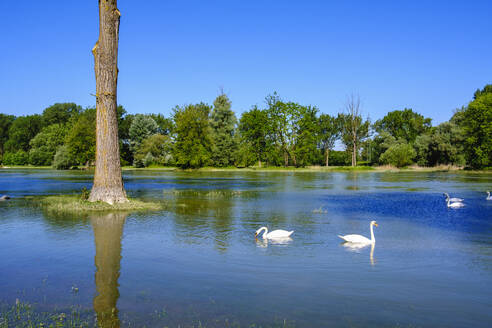 Schwäne beim Schwimmen auf der Isar, bei Plattling, Niederbayern, Deutschland - SIEF08817