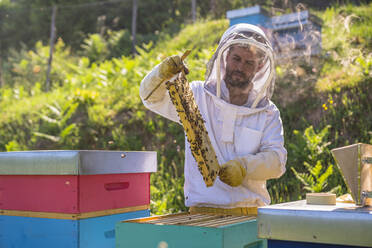 Imker kontrolliert Rahmen mit Honigbienen - MGIF00590