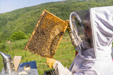 Imker kontrolliert Rahmen mit Honigbienen - MGIF00593