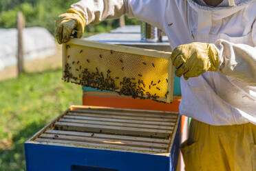 Imker kontrolliert Rahmen mit Honigbienen - MGIF00594