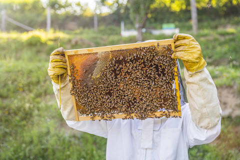 Imker kontrolliert Rahmen mit Honigbienen, lizenzfreies Stockfoto