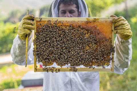 Imker kontrolliert Rahmen mit Honigbienen, lizenzfreies Stockfoto