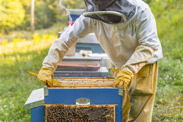 Imker kontrolliert Rahmen mit Honigbienen - MGIF00606