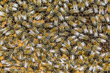 Nahaufnahme von Honigbienen, die auf Waben sitzen - MGIF00609