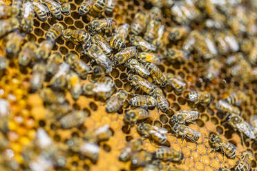 Nahaufnahme von Honigbienen, die auf Waben sitzen - MGIF00611