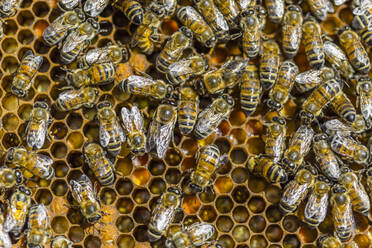 Nahaufnahme von Honigbienen, die auf Waben sitzen - MGIF00612