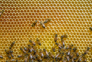 Nahaufnahme von Honigbienen, die auf Waben sitzen - MGIF00613