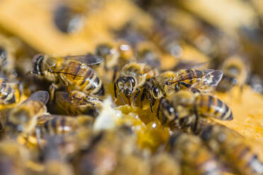 Nahaufnahme von Honigbienen, die auf Waben sitzen - MGIF00614